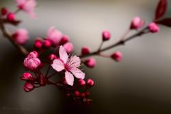 Profile: sweetcherryblossom
