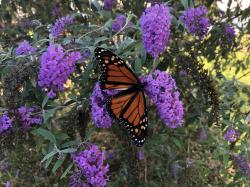 User Profile: butterflyListener