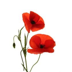 User Profile: poppyFlowers2618
