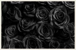 User Profile: BlackRose1617