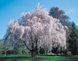 User Profile: WillowBloom