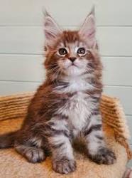 User Profile: LuckyKittens