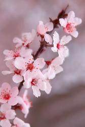 User Profile: cherryblossom04