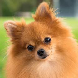 User Profile: happypomeranian