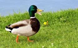 User Profile: chatducky