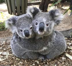 User Profile: KindKoala33
