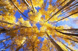 Profile: MountainAspen