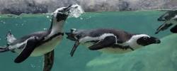 User Profile: PenguinPals