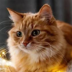 User Profile: braveOrange2049