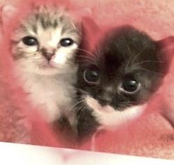 User Profile: koifishkitty