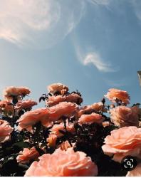 User Profile: ForKindness
