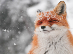User Profile: gentleFox20