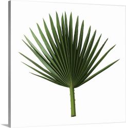 User Profile: PalmFrond