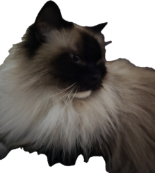 User Profile: compassionateKitty2134