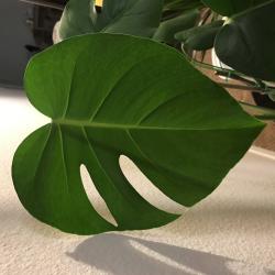 User Profile: freshleaf