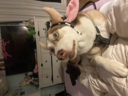 User Profile: blissfulRabbit2003