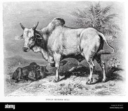 User Profile: HBull