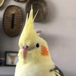 User Profile: Olive1u