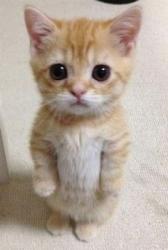 User Profile: elgatito