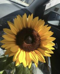 User Profile: SunshineIvy100