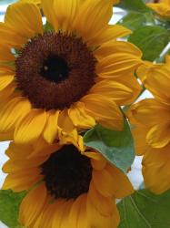 User Profile: Healtogether702