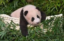 User Profile: Lovepanda240