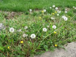 User Profile: WeedyGarden