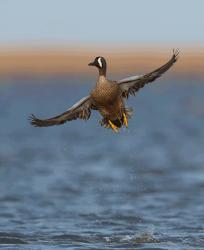 User Profile: blueduck08