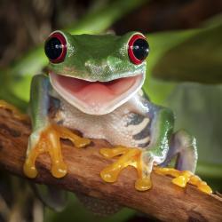 User Profile: Froggyhead