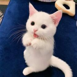 User Profile: frostyCat6690