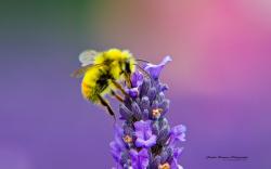 User Profile: JentheBumbleBee
