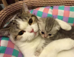 User Profile: Affectionatecat08