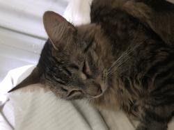 User Profile: valenheart3