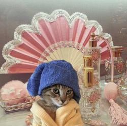 User Profile: Apricot007