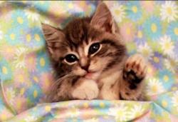 dreamKitty7154 profile picture