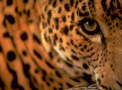 User Profile: Acinonyx