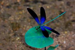 User Profile: Dragonfly4373