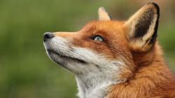 User Profile: ListeningFox