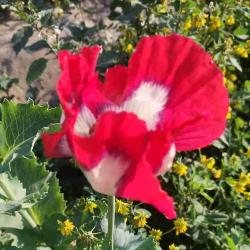 User Profile: allnaturalCandy5545