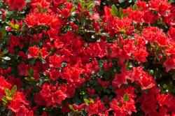 User Profile: floweRachel