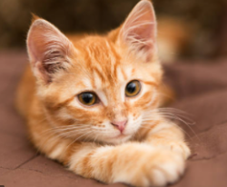 User Profile: GingerSpiceEverythingNice