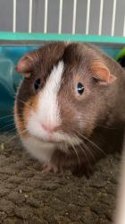 User Profile: confidentRabbit7311