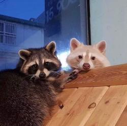 User Profile: RaccoonGang