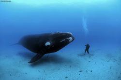 Profile: AmazingOceans42