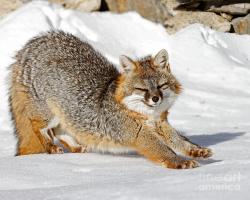 Profile: CompassionateFox