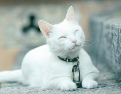 Profile: legendarykitty7