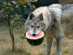 Profile: HiddenWolf