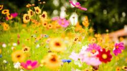 User Profile: lifesaflower