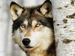 Profile: Listeningwolf1123