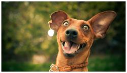 Profile: ImmaDog